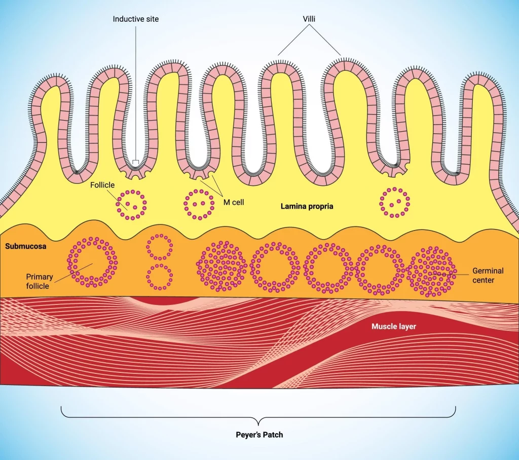 The possibilities of aminoacides and short peptides in protection of intestinal mucosa barrier