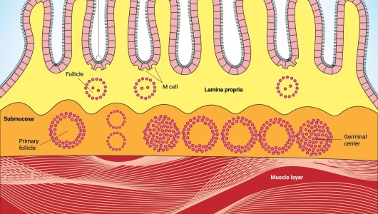 The possibilities of aminoacides and short peptides in protection of intestinal mucosa barrier