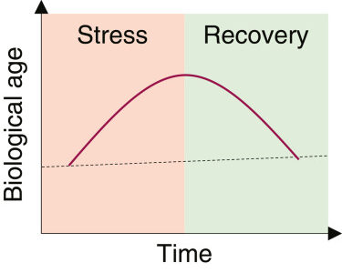 Biological age is increased by stress and restored upon recovery