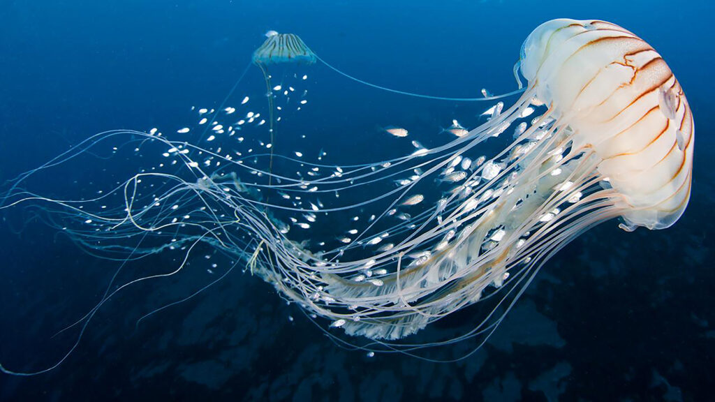 Jellyfish Peptide as an Alternative Source of Antioxidant