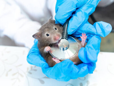 Elevated levels of natriuretic peptides in lungs of hamsters with genetic cardiomyopathy