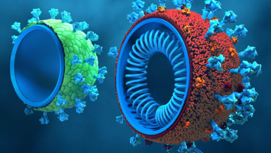 Virus-like Particle Vaccines and Platforms for Vaccine Development: peptides’ aspects.